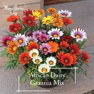 ✅Gazania Seeds | African Daisy Mix | 100 Seeds | Pot Friendly | Annual Bloom | Sun Loving