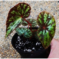 Begonia Variabilis Red form(Rare)