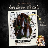 GREEN MUSSELS - (LIVE FROM KELONG)