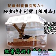 活體獨角仙成蟲爬蟲甲蟲鍬形蟲扁鍬甲亞克力飼養盒箱精品套餐