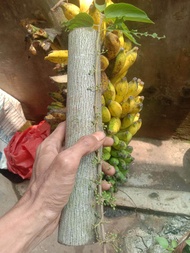 Bahan stek bonsai PHUSU BULU batang besar