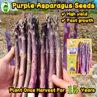 10 Seeds/pack High Yield Purple Asparagus Seeds for Sale 紫色芦笋种子 Benih Purple Asparagus Plant Seed Ta