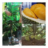 benih pokok durian duri hitam(black thorn) D200 2,3kaki