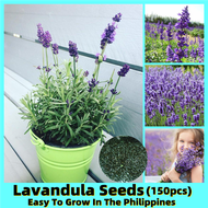 [Easy To Grow In The Philippines] Premium Fragrance Lavandula Flower Seeds for Planting (150 Seeds) Lavandula Officinalis Flowers Plants Seeds Buto Ng Bulaklak Bonsai Seeds Planting Flowers Bonsai Tree Live Plant Herbs Seeds for Planting Lavender Plant