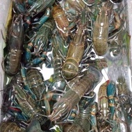 jual bibit udang lobster air tawar