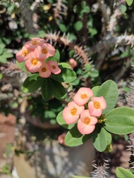 pokok Bunga mahkota duri