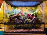 訂做 蟹缸 辣椒蟹 惡魔蟹專用 爬蟲缸 水陸缸 守宮 鼠婦 造景設計 魚缸造景 苔蘚微景觀  青龍石景 躲藏洞 植物擺件 桌面擺設 窗台裝飾 苔蘚花園 情緒治癒 禮物