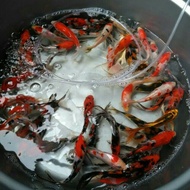 Paket 15 Ekor Bibit Ikan Koi #Gratisongkir