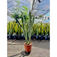 Sansevieria Zeylanica – Drought-Tolerant, Reception & Lobby Accent Plant