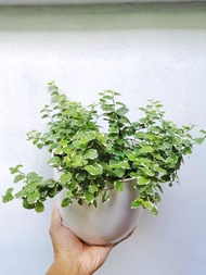 Ficus Pumila or Climbing Fig with FREE plastic pot, pebbles and soil. Real Plants not Seeds / Outdoor Plant / Plants for Sale.