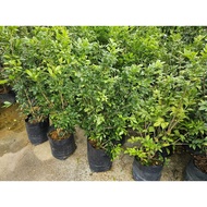 Orange Jessamine Murraya Paniculata Jasmine Varying Heights House Home Plant (Poly Bag) Gardening La
