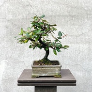 小品盆栽-日本斑葉茱萸 盆景