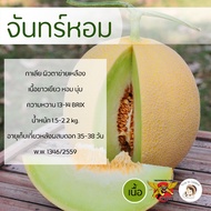 เมล็ดเมล่อนกาเลียพันธุ์จันทร์หอม 100 เมล็ด ตราพยัคฆ์ติดปีก เมล็ดเมล่อน กาเลีย เมล่อนเนื้อเขียว