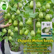 100% Original High Yield Chayote Seeds for Planting (25 Pcs/pack) Organic Chayote Melon Seeds
