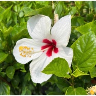 Hibiscus White Wings (0.6m)