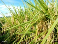 Bibit padi Rojolele kemasan 1 kg preimum