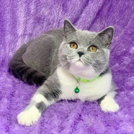 kucing british shorthair Male betina ped wcf