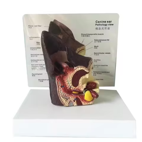 Dog ear health Pathological anatomy model Canine ear animal Canine model pet veterinary teaching AID