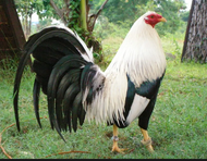 5 trứng gà NÒI MỸ RẶC . NHÀ NUÔI NÊN BẠN YÊN TÂM NHÉ