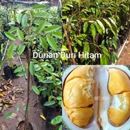 pokok durian duri hitam hybrid/ochee/D200