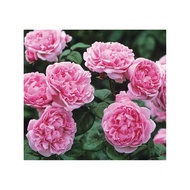Ownroot English Rose ID Bishop Castle