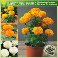 เมล็ดพันธุ์ ดอกดาวเรือง บรรจุ 100 เมล็ด สีผสม Marigold Seeds Flower Seeds for Planting บอนสี เมล็ดดอกไม้ บอนไซ ไม้ประดับ ต้นไม้มงคล ต้นไม้ฟอกอากาศ เมล็ดบอนสี บอนสีพันหายาก พันธุ์ดอกไม้ ดอกไม้ปลูก ไม้ดอก แต่งบ้านและสวน ปลูกง่าย คุณภาพดี ราคาถูก ของแท้ 100%