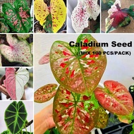 [Arrive Quickly] Malaysia Ready Stock 100 Seeds Mixed Caladium Seed Alocasia Plant Seed Flower Seeds for Plantin