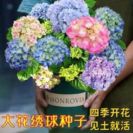 現貨 批發批發　種籽 花種籽 花卉種籽 繡球花種子繡球花卉種子四季播種一年都開花庭院易活室外花草種子