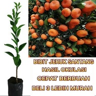 HOT - Bibit Tanaman Pohon Jeruk Santang Madu Bibit Jeruk Santang Madu