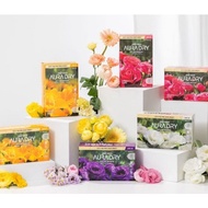 LG Aura Dryer Sheet Scented Dryer sheets Anti Wrinkle Fabric Softener Conditioner Saffron 40 Sheet