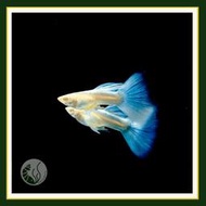 皇家水族 天空藍白子孔雀魚 孔雀魚 觀賞魚 活餌