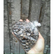 【Hot sale】Green African Talisay Seeds 100pcs
