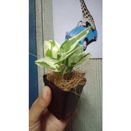 money plant (Njoy) lives plant