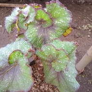 begonia keong hijau tanaman