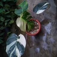 tanaman hias Monstera mint Variegata Up 5 daun Murah 95 MMV