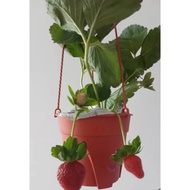 free baja buah POKOK STRAWBERI tanah rendah JEPUN japanese Sweet strawberry plant
