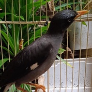 Burung Jalak Kebo Mata Putih
