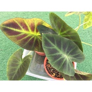 Keladi Aloha/ Colocasia Aloha