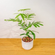 小豆樹 流線白陶盆栽 開幕盆栽推薦 桌上盆栽 送禮