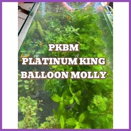 ℘ ✈ ℆ ⊕ AQUARIUM PLANTS AND DECOR FOR PKBM(PLATINUM KING BALLOON MOLLY)