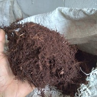 proko jual murah moss hitam akar kadaka