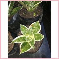 ✟ ◊☜ DWARF SNAKE PLANT FOR SALE