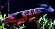 Red barito doyan pelet