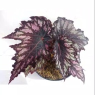 Tanaman Hias Begonia Rex Black/Tanaman Hias Begonia Rex Hitam