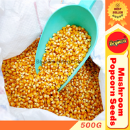 【500g/1kg】USA Mushroom Popcorn Kernel Corn Seed Biji Benih Jagung Seeds Product The United States of America 爆米花玉蜀黍玉米粒