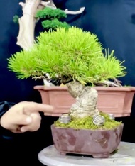 日本進口  三河黑松
