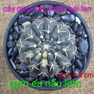 Gymnocalycium EU dark brown-black variegated, size 4.8 cm sowing seeds from Thailand