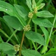 Pokok ara tanah / Pokok susu nabi / Pokok susu kambing 3 pokok