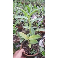 Anggrek Dendrobium 50 PlDewasa