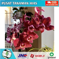 Seedling anggrek dendrobum katrina / Bunga Anggrek hidup/ Tanaman Hias Hidup /Bunga Hias Asli / Bunga gantung hidup/Tanaman gantung hidup/anggrek dendrobium(/bunga anggrek/tanaman anggrek hidup/bibit bunga anggrek hidup)